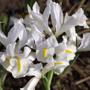 Iris reticulata White Caucasus - Lirio