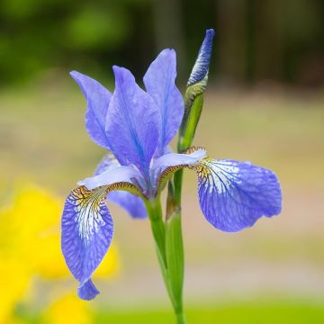 Lirio de Siberia Blue Moon - Iris sibirica