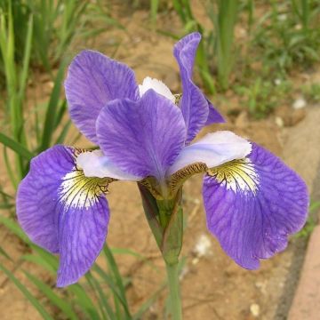 Lirio de Siberia Perry's Blue - Iris sibirica