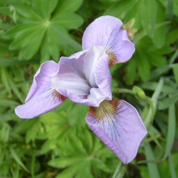 Lirio de Siberia Rikugi Sakura - Iris sibirica