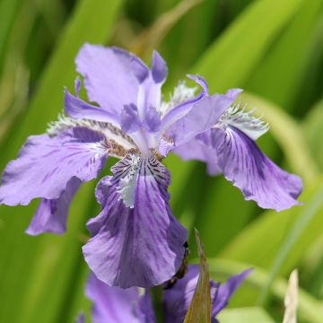 Iris de tejado - Iris tectorum