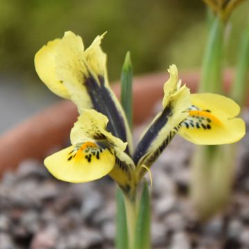 Iris reticulata Orange Glow - Lirio