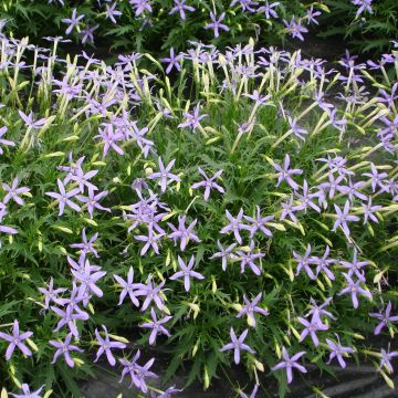 Isotoma axillaris Tristar Deep Blue