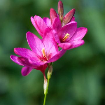 Ixia acaulis Rose Emperor