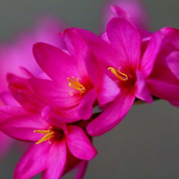 Ixia Venus