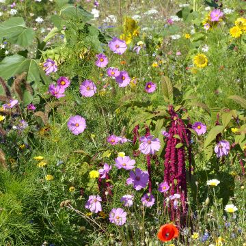 Jachère de fleurs pour Oiseaux - Origine France