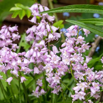 Jacinto de los bosques - Hyacinthoides hispanica Rose Queen