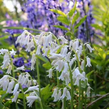 Jacinto de los bosques Blanca - Hyacinthoides hispanica Alba