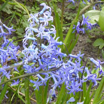 Jacinto Multiflora Blue - Jacinto fragante