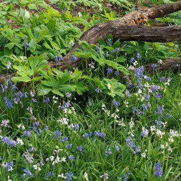 Jacinto de los bosques - Hyacinthoides hispanica Mix