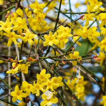 Jazmín amarillo - Jasminum nudiflorum