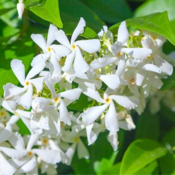 Jazmín de leche - Trachelospermum jasminoides