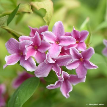 Jasminum stephanense Starry Summer Scent - Jazmín