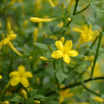 Jazmin silvestre - Jasminum fruticans