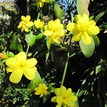 Jazmín de primavera - Jasminum mesnyi