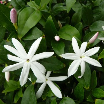 Jasminum multipartitum - Jazmín africano