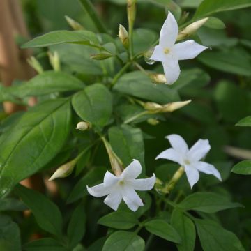 Jazmín común - Jasminum officinale