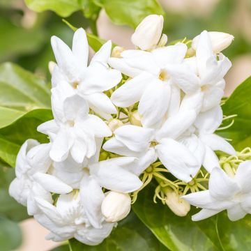 Jazmín de Arabia - Jasminum sambac