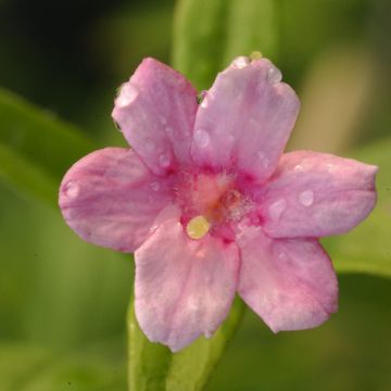 Jasminum stephanense - Jazmín