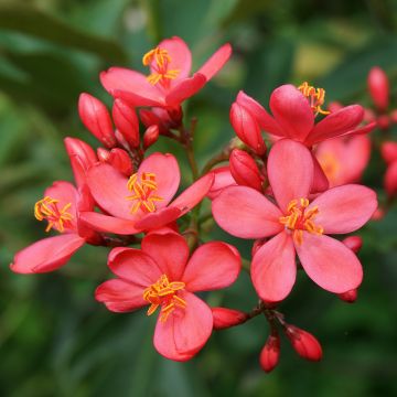 Jatropha integerrima - Peregrina