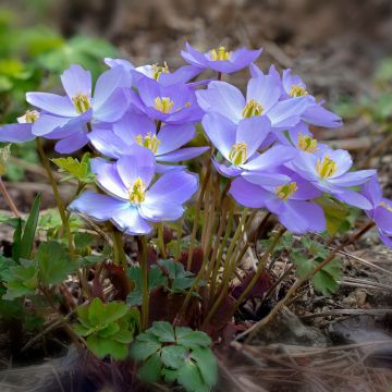 Jeffersonia dubia