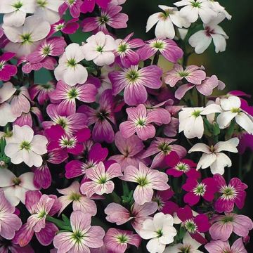 Malcolmia maritima Confetti Mix