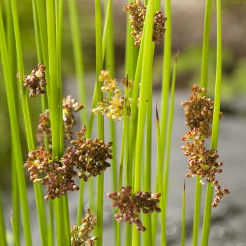 Juncus effusus - Junco