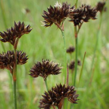 Juncus ensifolius