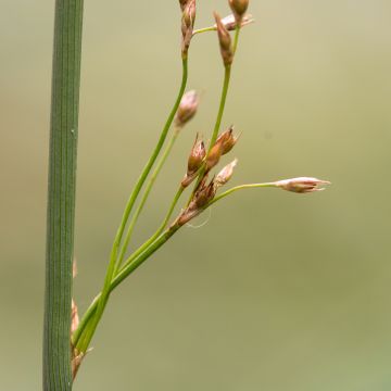 Juncus inflexus - Junco