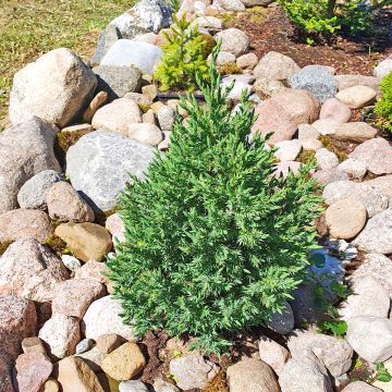 Juniperus chinensis Stricta - Enebro de la China