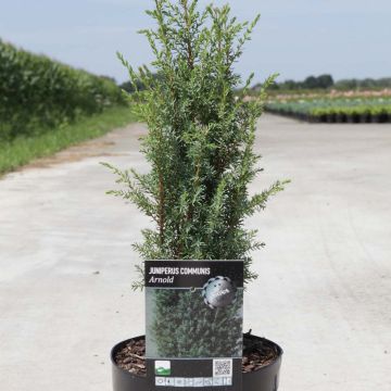 Juniperus communis Arnold - Enebro común