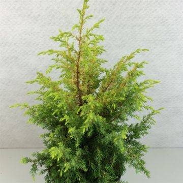 Juniperus communis Gold Cone - Enebro común