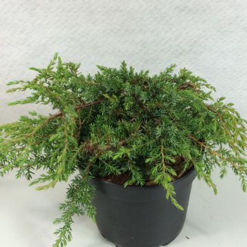 Juniperus communis Hornibrookii - Enebro común