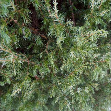 Juniperus communis Suecica - Enebro común