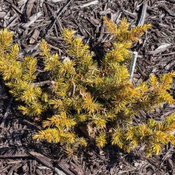 Juniperus conferta All Gold - Enebro