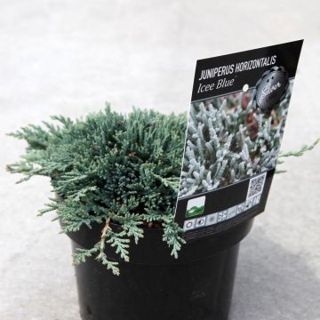 Juniperus horizontalis Icee Blue - Enebro rastrero