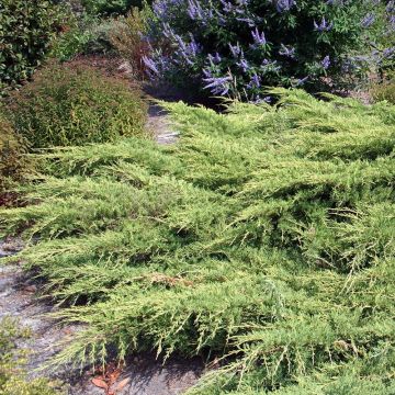 Juniperus media Pfitzeriana - Enebro híbrido