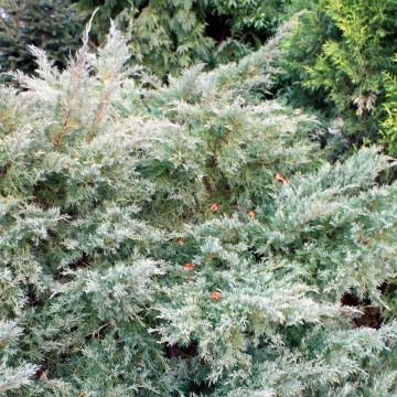 Juniperus pfitzeriana Glauca - Enebro híbrido