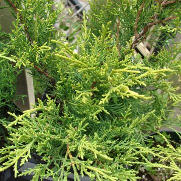 Juniperus pfitzeriana Old Gold - Enebro híbrido