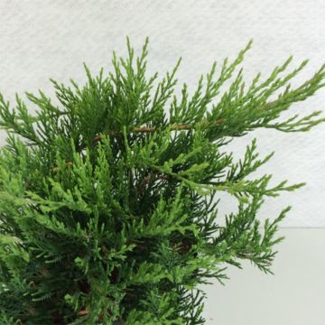 Juniperus sabina Rockery Gem - Enebro