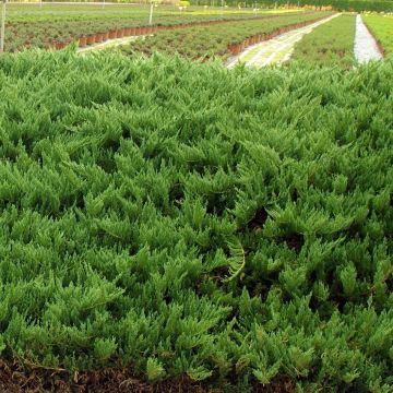 Juniperus sabina Tamariscifolia - Enebro