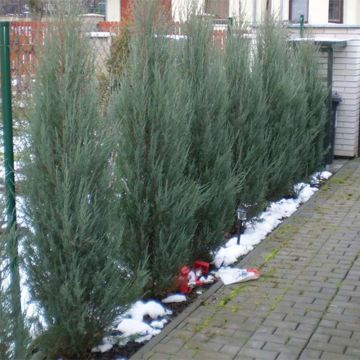 Juniperus scopulorum Skyrocket - Enebro de las Rocallosas