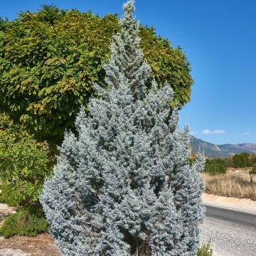 Juniperus scopulorum Moonglow - Enebro de las Rocallosas