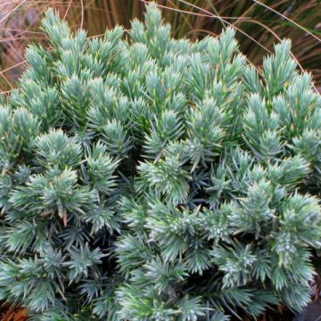 Juniperus squamata Blue Star - Enebro escamoso