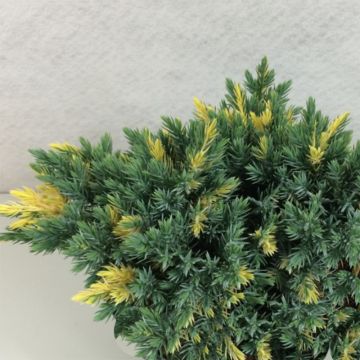 Juniperus squamata Floreant - Enebro escamoso