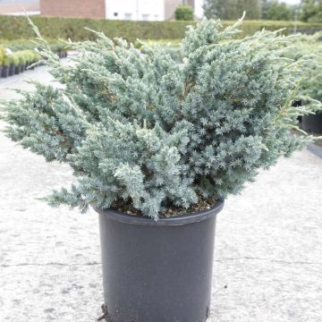 Juniperus squamata Meyeri - Enebro escamoso