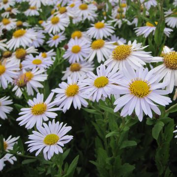 Kalimeris incisa Madiva - Aster japonés