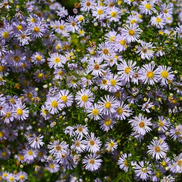 Kalimeris incisa - Aster japonés