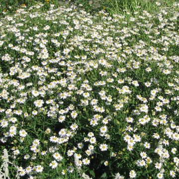 Kalimeris mongolica - Aster de Mongolia