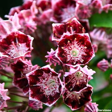 Kalmia latifolia Bull's Eye